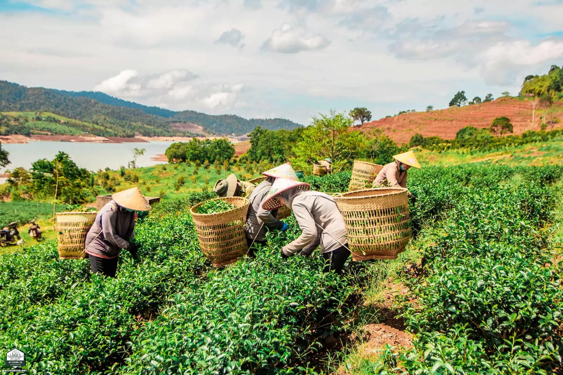 Thác liêng ài - đồi chè Tâm Châu
